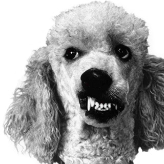 bad dog